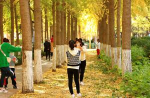郑州银杏最佳观赏地：500株银杏树太惊艳，免费且公交直达