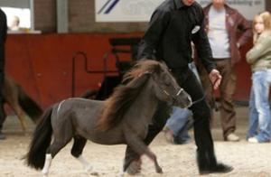 世界上最小的马，同时也是马中法拉利——法拉贝拉