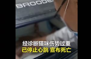 太原被虐待孕猫抢救无效去世，腹中小猫全部死亡