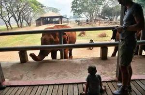 由于缺少游客，泰国大象集体失业，或被迫沿街乞讨