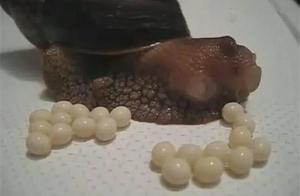 蜗牛“下蛋”全过程 仿佛向外吐珍珠 让人感到莫名酸爽