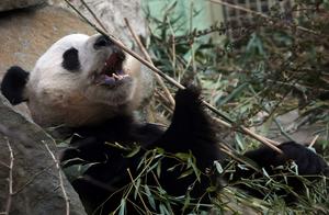 疫情下缺乏经费，英国动物园考虑“抛弃”大熊猫