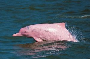 新冠封锁渡轮停运，超美罕见粉海豚重现香港海域，数量猛增30%