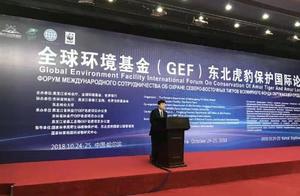 全球环境基金（GEF）东北虎豹保护国际论坛在哈举行 野生东北虎现身 东北小兴安岭 40年来尚属首次