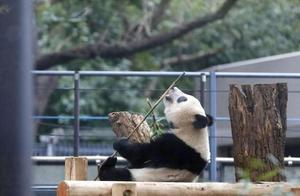 “香香”即将归还中国，日本网友不舍：把安倍送到中国，熊猫留下！
