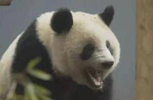 旅日大熊猫香香即将归还中国，日本民众：能不能延长一下