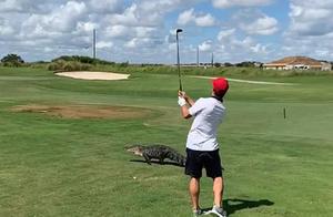 美一高尔夫球场鳄鱼爬过 男子从容淡定继续打球