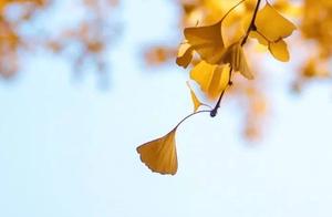 当银杏黄叶遇上故宫红墙，这样的故宫更爱了