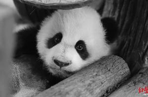 成都熊猫基地通报：大熊猫“星晴”去年底因心脏病抢救无效，不幸夭折