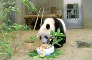 曾把华春莹逗乐的大熊猫香香将回中国 日方为它举办特别生日会