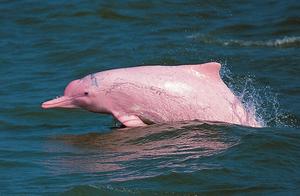 海上船只减少，可爱的粉红海豚返回香港水域