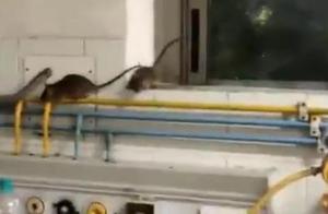 印度ICU病房大批老鼠沿氧气管道上下爬 院方：已抓到50只
