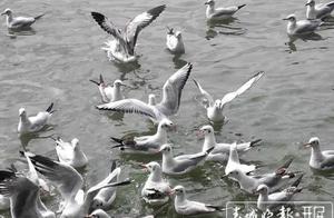 第36年了！昆明海埂公园迎来今年第一批靠岸红嘴鸥