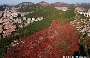 登上蝎子山观光赏秋，赏“北绿南红”的奇景
