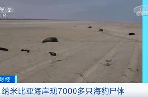 海岸现7000多只海豹尸体！发生了什么？