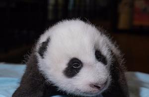 美动物园澄清大熊猫“照顾不周”传闻：美香“母子健康”