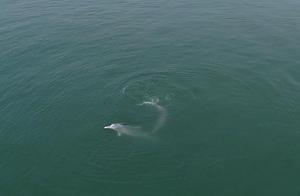 罕见！钦州三娘湾中华白海豚浪漫求偶
