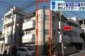 日本街头出现“怪物仙人掌”：长了40年 高过3层楼