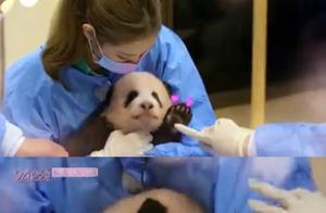 韩偶像团体BlackPink带妆抱熊猫幼崽引争议 其行为可能导致幼崽感染