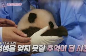 韩艺人违规接触大熊猫，无知无耻不能惯着