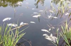 气愤！4人将杀虫剂倒入河中致2.2公里河段鱼类灭绝