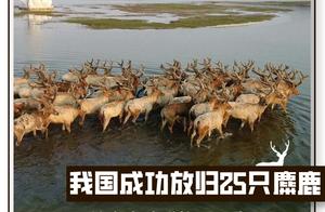 我国成功放归25只麋鹿 目前麋鹿种群数量已达8000只