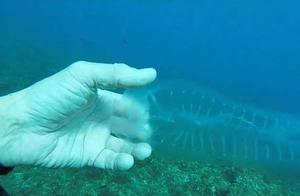 潜水员在马耳他海域发现全身透明的海洋生物