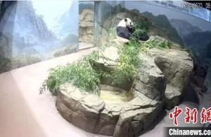 旅美大熊猫“美香”身体健康状况恢复明显