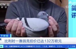 新纪录！世界最贵赛鸽被拍出1030万，目前只有两岁