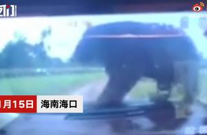 后怕！黑熊爬上游客车辆吓哭小孩，玻璃被压裂，网友：这要是破了难以想象
