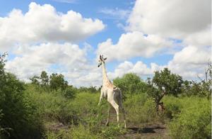 为躲避偷猎者猎杀：环保人士为罕见白长颈鹿安装GPS追踪器