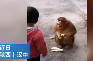 金丝猴住在陕西村民家中“蹭吃蹭喝”一个月，林业局：定期派人察看