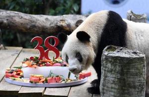 终年38岁零4个月！全球最年长圈养大熊猫去世