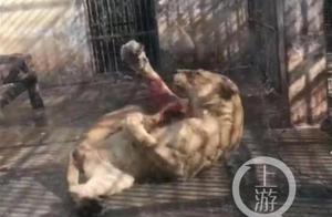 动物园一狮子撕咬自己后腿？兽医：正常应激反应