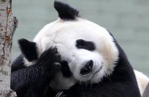 受疫情影响，苏格兰爱丁堡动物园面临财政压力，中国大熊猫“阳光”和“甜甜”可能将返回中国