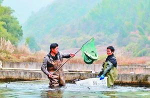 Spring water raises a zoology fish