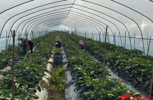 Instruct how: Green pepper happy event greets hot day of harvest season fire to become rich busy