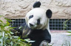 悲伤！北京动物园这只可爱的大熊猫永远离开我们了