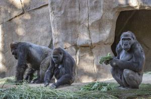 美国野生动物园一群濒危大猩猩感染新冠病毒