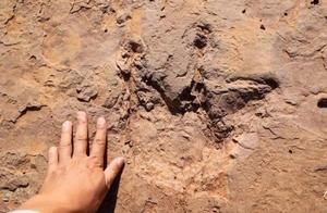 距今8000万年、240余枚！福建上杭首次发现恐龙足迹群