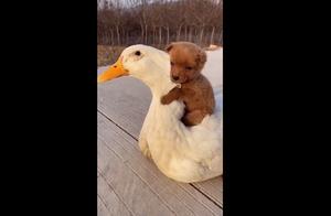 小狗狗抱着鸭鸭取暖，画面萌化网友：“太可爱了，我也想抱！”