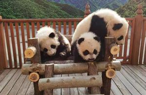 陕西：4只秦岭大熊猫“新生儿”顺利命名
