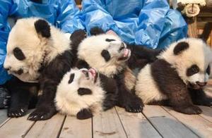 四只熊猫宝宝有名字啦