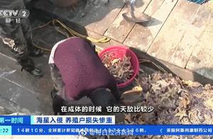 青岛胶州湾海星泛滥原因找到了！目前已捕杀约45万斤