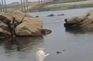 可惜！误入梧州西江的中华白海豚再也游不动了……