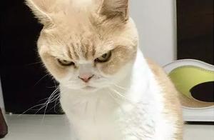 “外甥总欺负猫，我打他有错吗？”