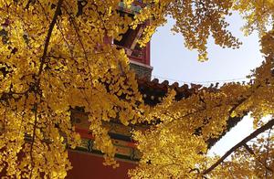 秋季的北京，一起来故宫赏秋景！