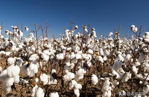 Xinjiang cotton is become 