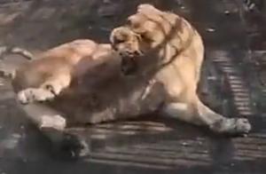 网传某地动物园狮子疑似生病咬自己后腿自残，小朋友被吓得尖叫