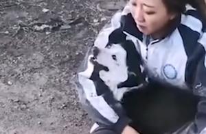 翻墙投毒！内蒙古一救助站十几只狗被毒死，工作人员抱着狗崩溃大哭